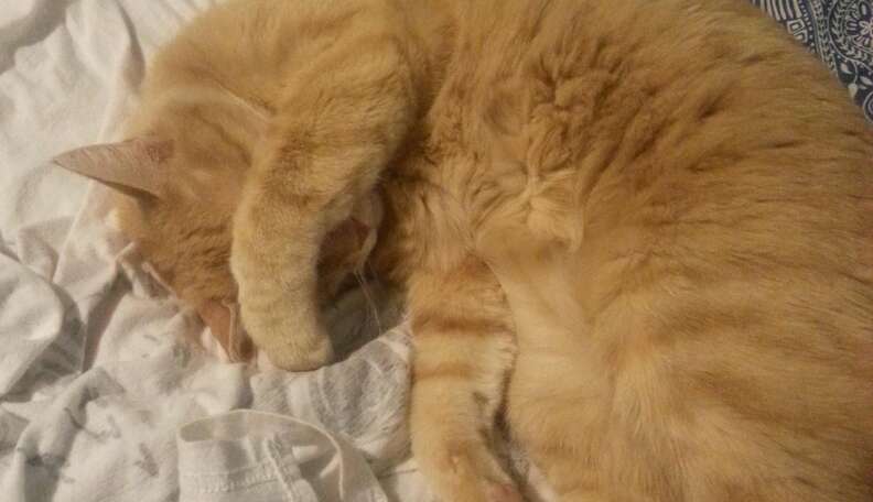 cat sleeping in litter box reddit