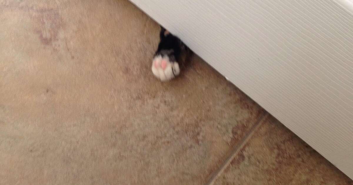 12 Signs Cats Have Taken Over Your Home The Dodo