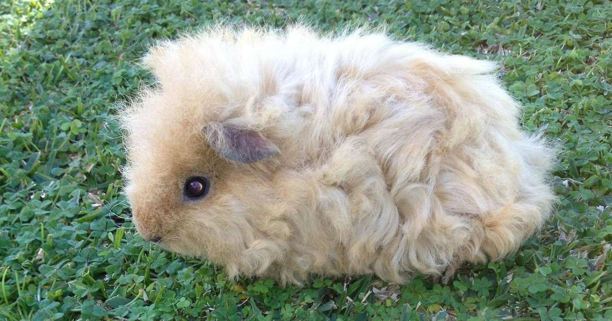 curly guinea pig