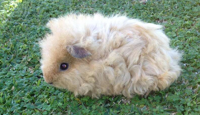 Curly best sale guinea pig