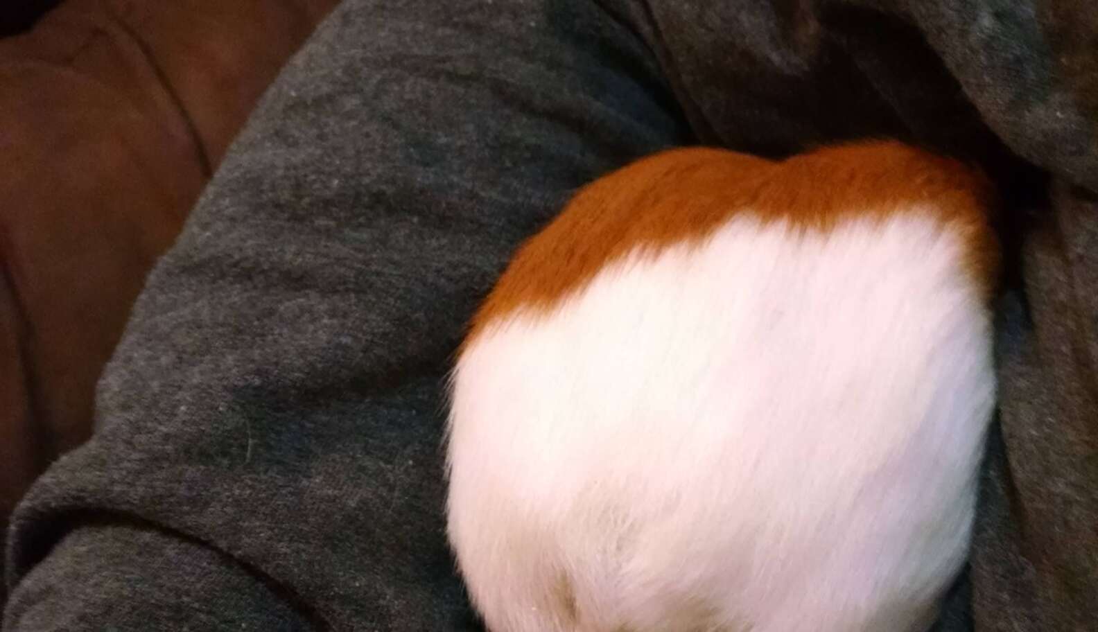 19 Guinea Pigs You Can't Believe Even Exist The Dodo