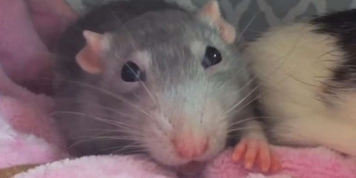 Rescue Rats Are Completely Spoiled - The Dodo