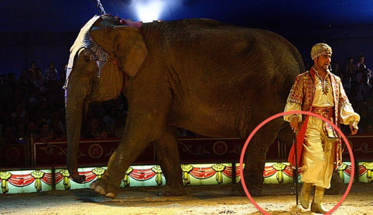 The One Simple Reason Why Performing Elephants Are Never Happy Elephants The Dodo