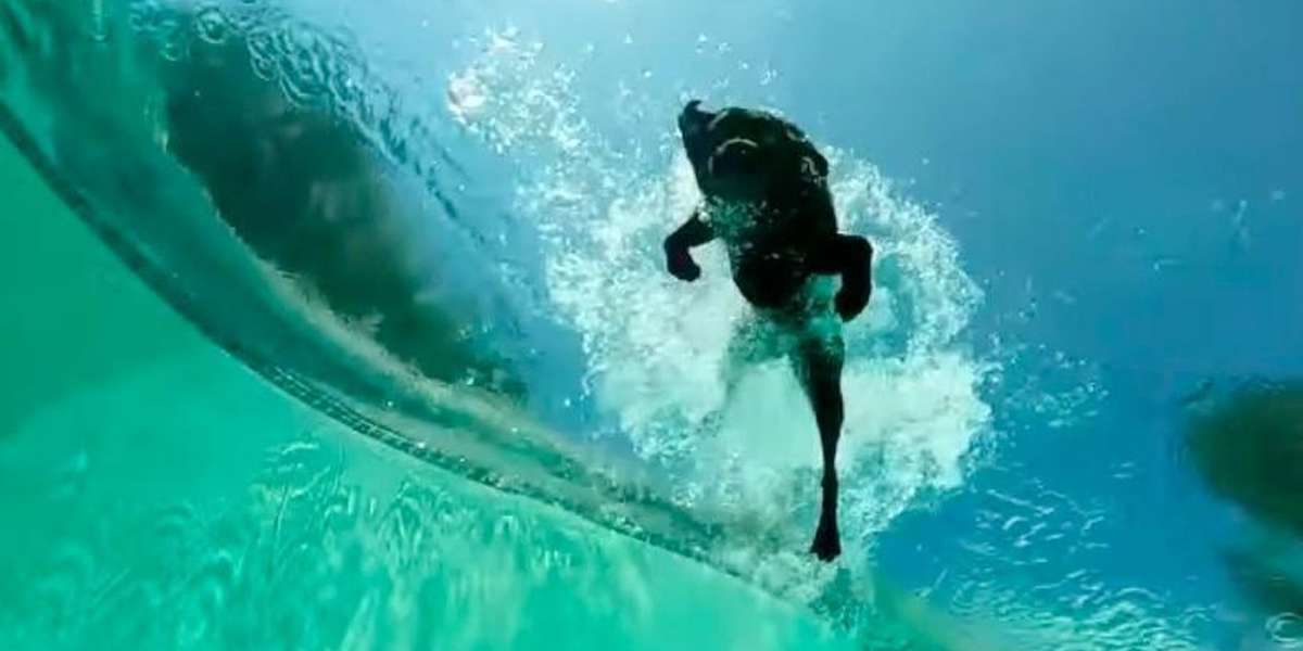 Underwater Camera Captures Diving Dog's Incredible Game Of Fetch The Dodo
