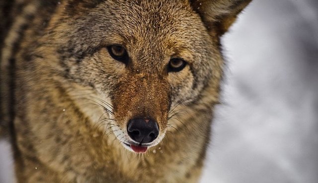 Photo Shows Mistreatment Of Trapped Sick Coyote On Animal Planet   Tmg Article Tall 