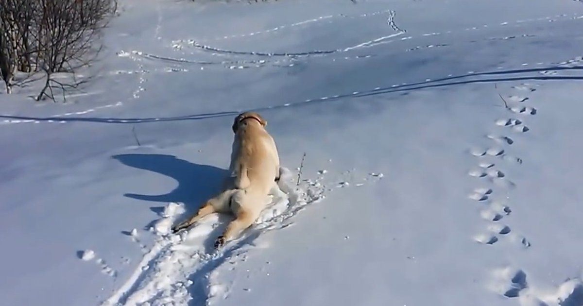 Dog Is Obsessed With Sliding Through The Snow The Dodo