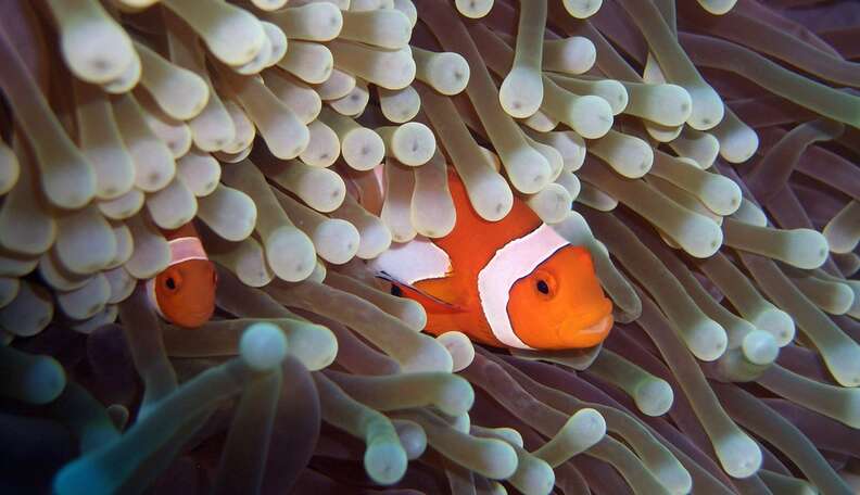 Clownfish and clearance anemone