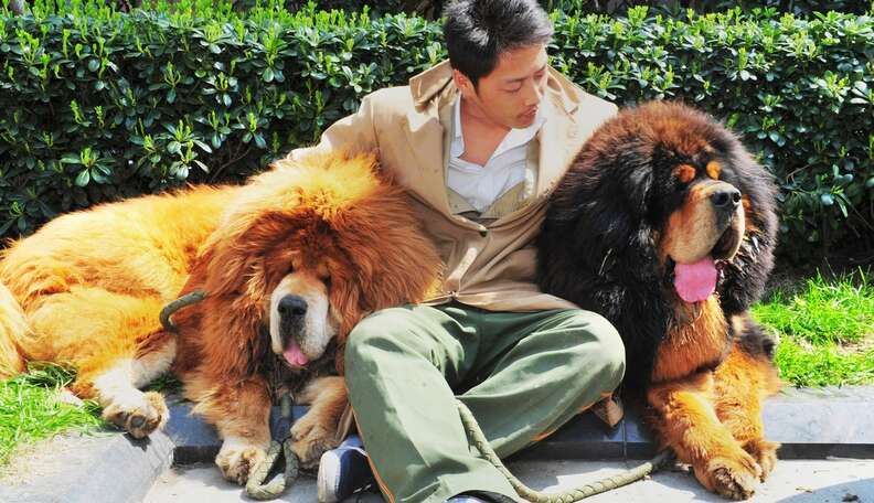 are chinese tibetan mastiff legal in the us