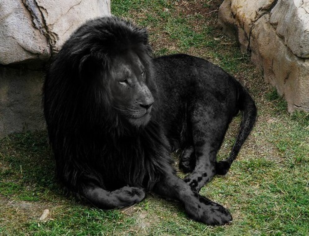 Can You Guess Which Of These Viral Photos Are Fake? - The Dodo