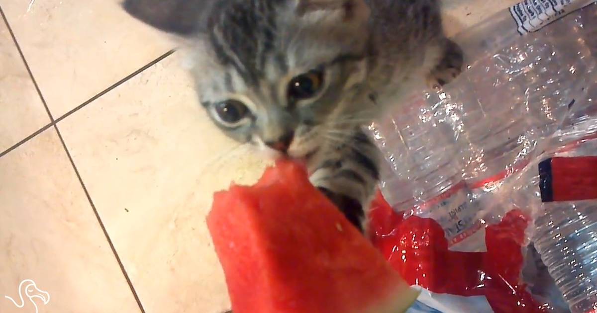 watermelon cat