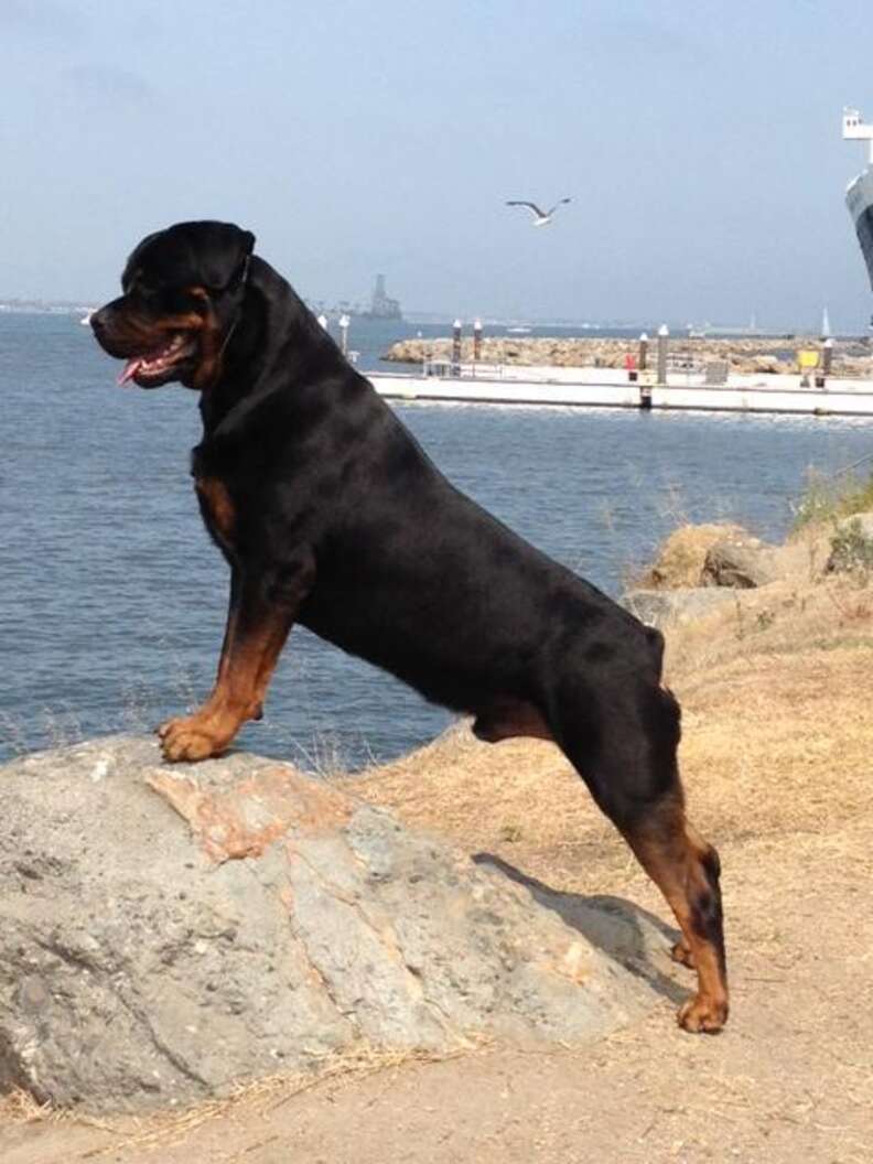 Pregnant rottweiler hot sale