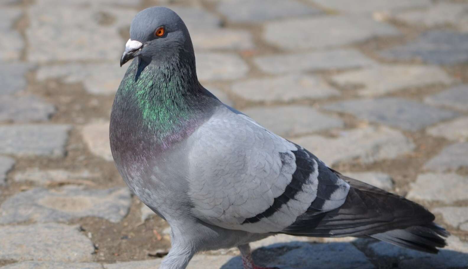 How Being Pooped On By A Pigeon Changed The Life Of One Major League ...