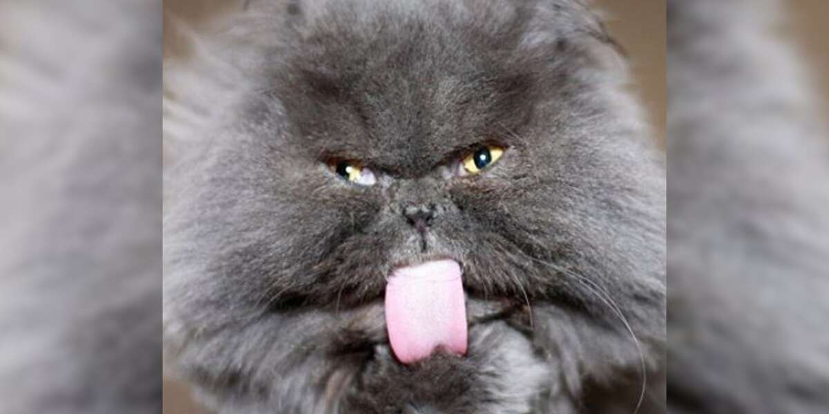 Rescue Cat Has The Cutest Underbite - Videos - The Dodo