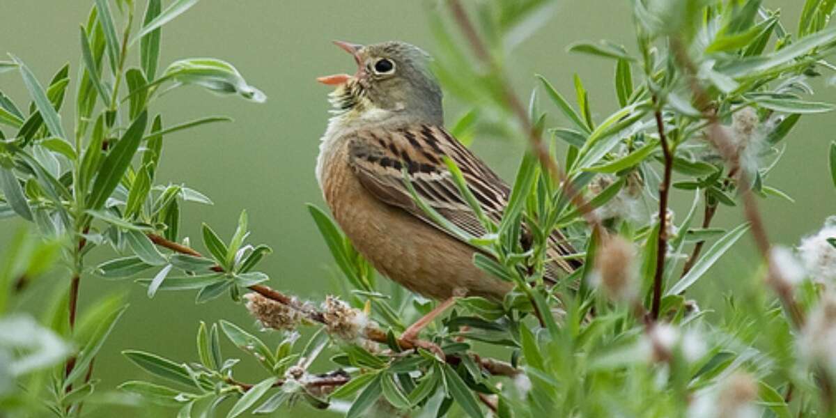 French Foodies Are Itching To Devour This Tiny, Rare Bird - The Dodo