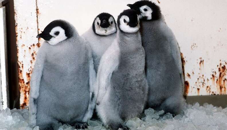 Seaworld Stole Penguin Chicks From Their Parents In Antarctica - The Dodo