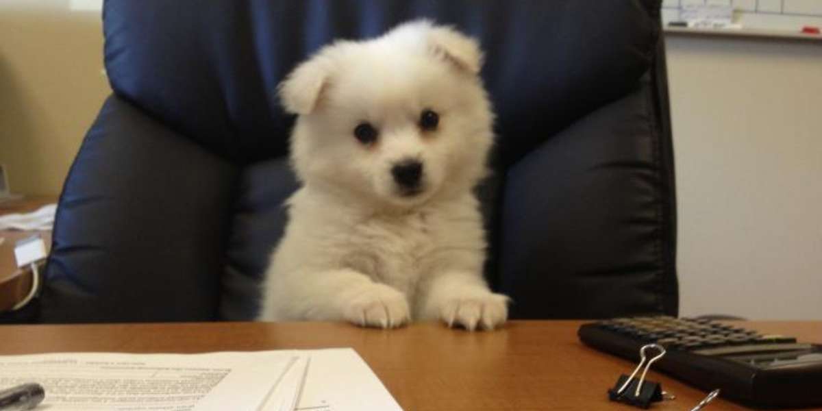 9 Important Pieces Of Work Advice From Dogs - The Dodo