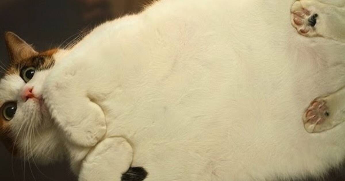 Cat loaf on glass table sale