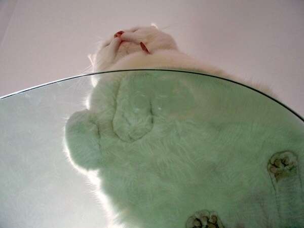 Cat sitting on top glass coffee table