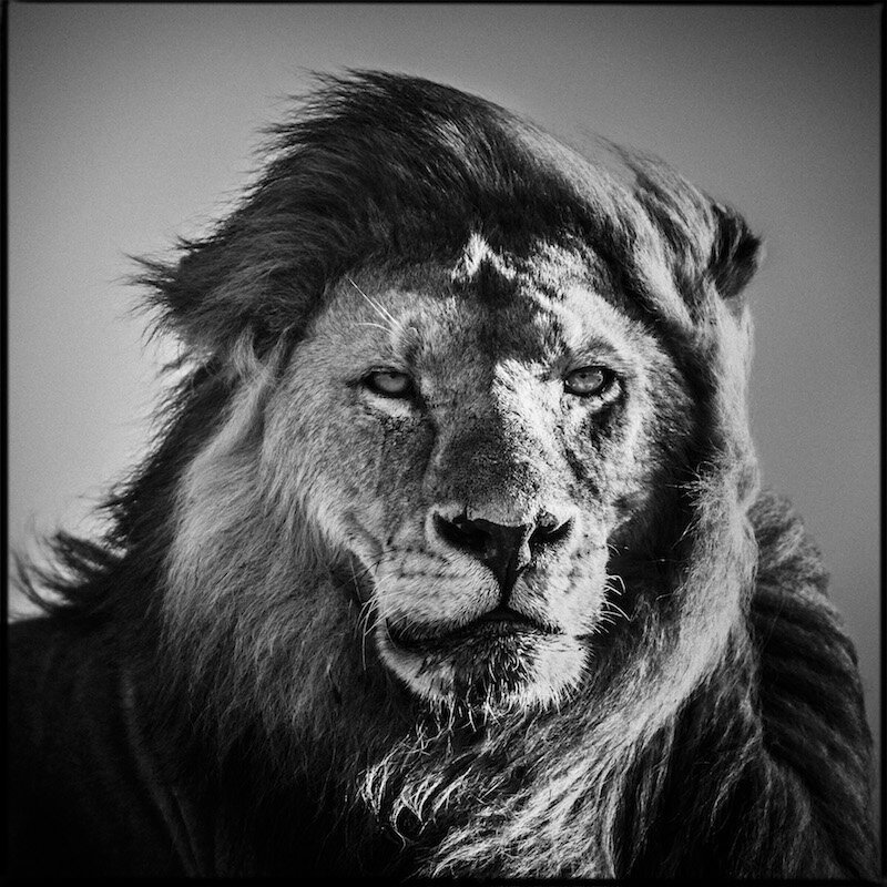 You Ve Never Seen Lions Close Up Like This Before The Dodo