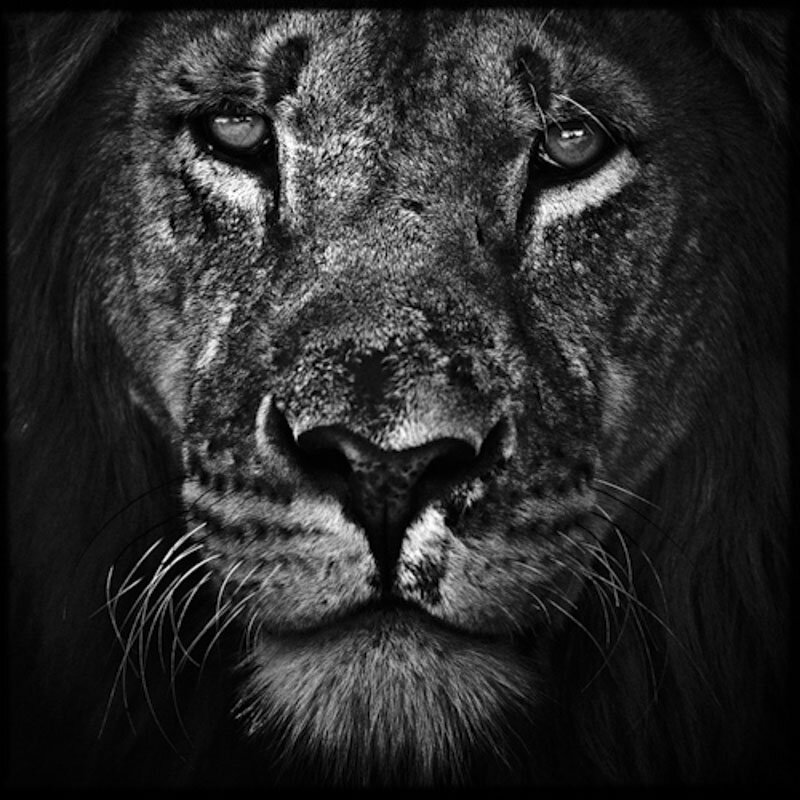 You've Never Seen Lions Close Up Like This Before - The Dodo