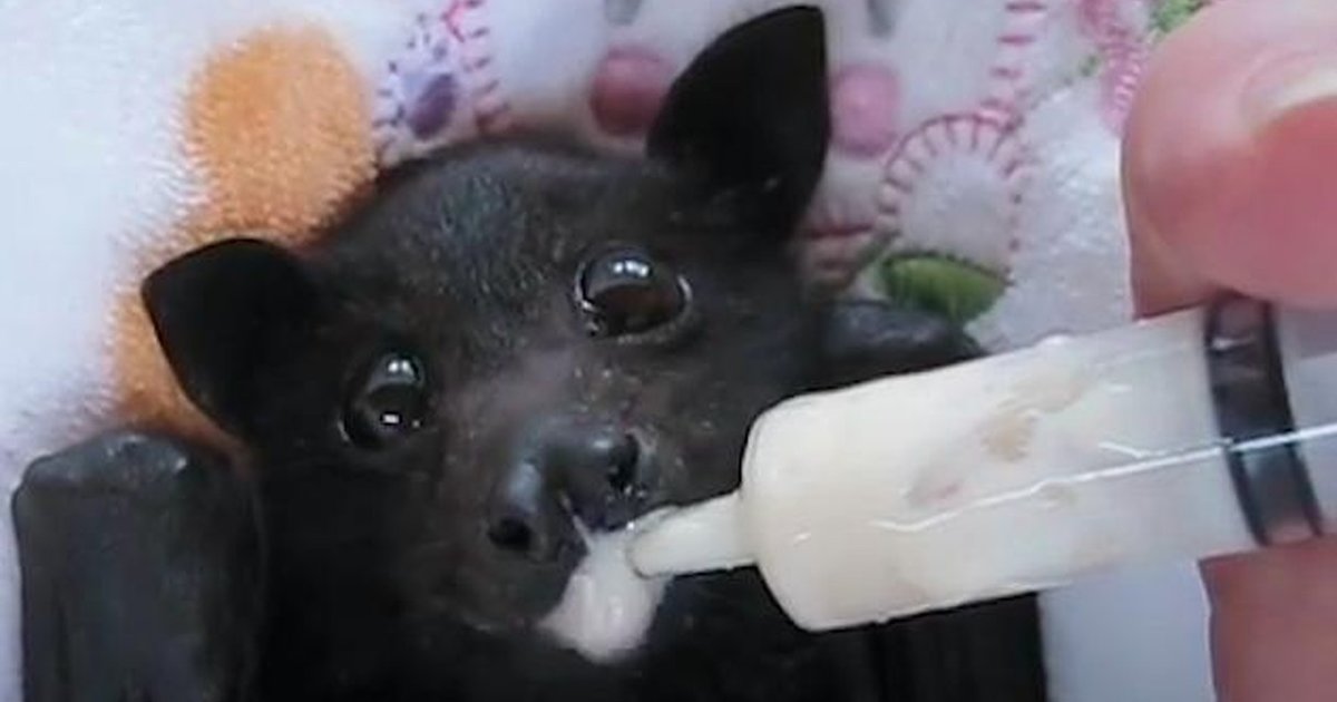 Rescued Bat Drinks A Smoothie To Regain His Strength The Dodo