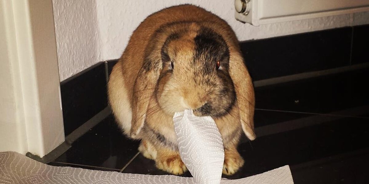 Obnoxious Rabbit 30 Mischievous Bunnies Who Have No Regrets About Taking Over Your House ...