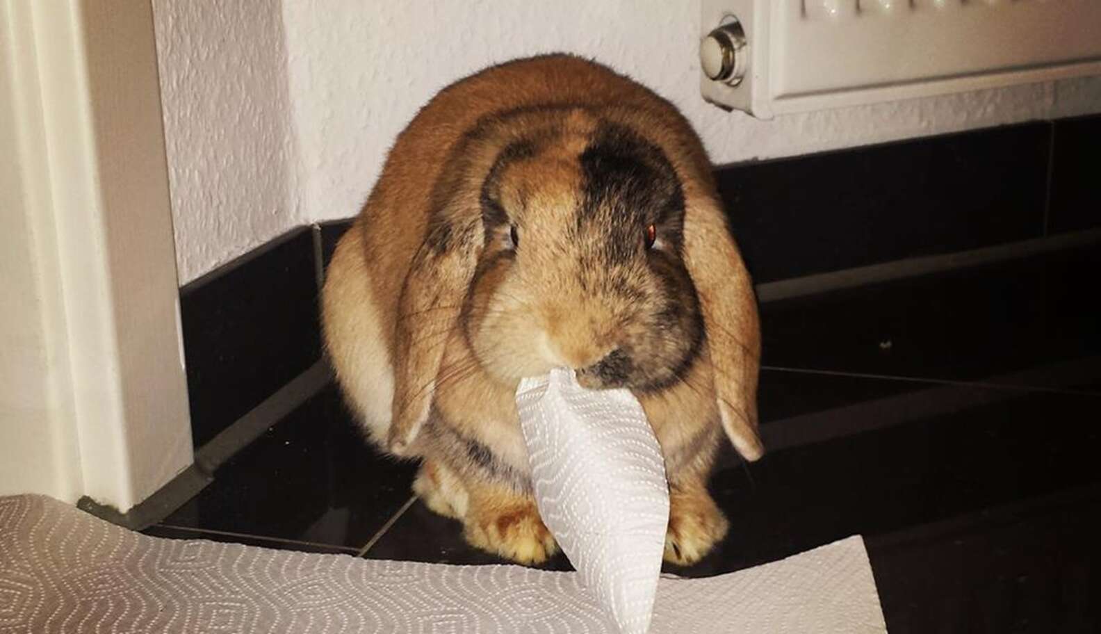 30 Mischievous Bunnies Who Have No Regrets About Taking Over Your House The Dodo