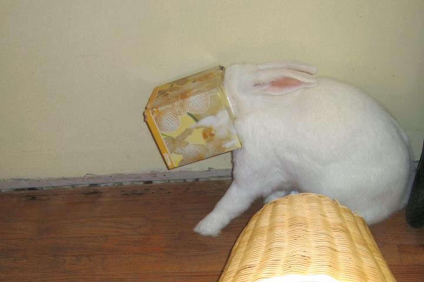 Obnoxious Rabbit 30 Mischievous Bunnies Who Have No Regrets About Taking Over Your House ...