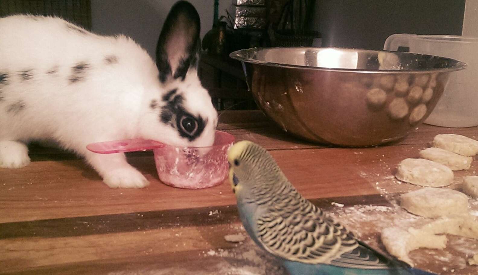 30 Mischievous Bunnies Who Have No Regrets About Taking Over Your House ...
