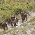 Cecil The Lion’s Grandkids Spotted On Sweetest Family Outing