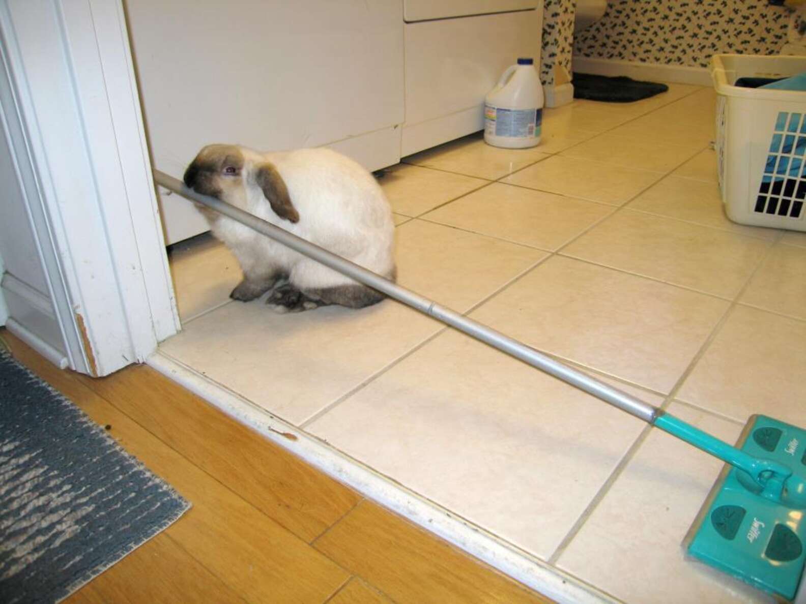 30 Mischievous Bunnies Who Have No Regrets About Taking Over Your House ...