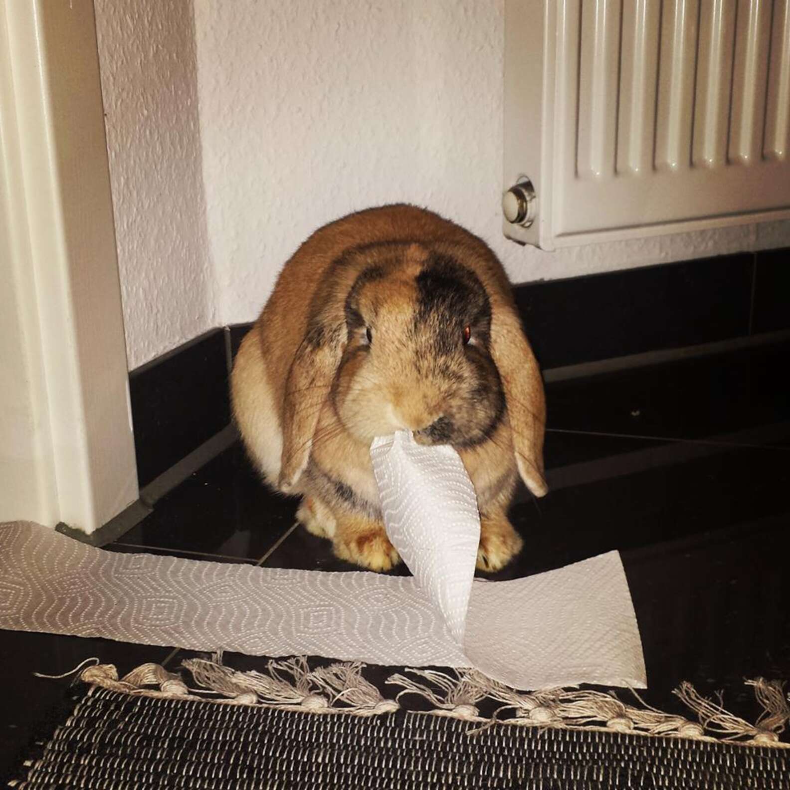 30 Mischievous Bunnies Who Have No Regrets About Taking Over Your House ...