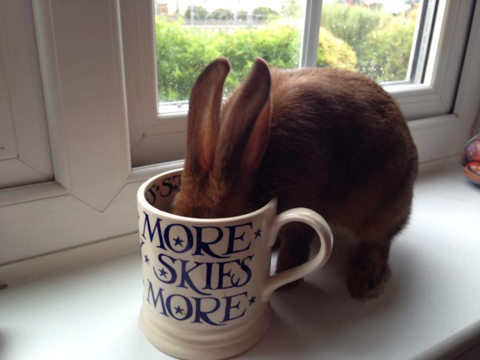 Obnoxious Rabbit 30 Mischievous Bunnies Who Have No Regrets About Taking Over Your House ...