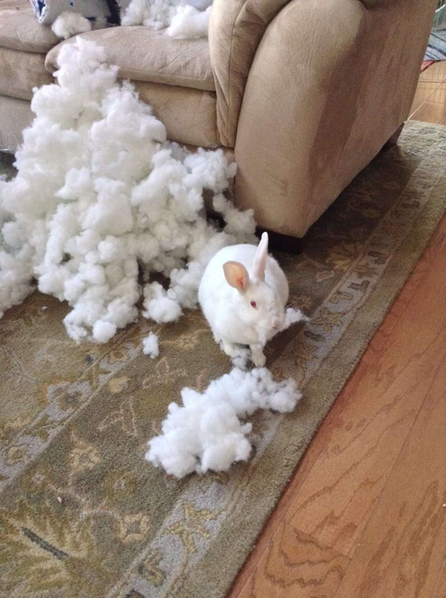 30 Mischievous Bunnies Who Have No Regrets About Taking Over Your House ...