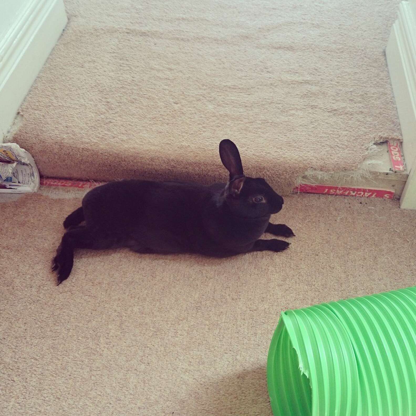 30 Mischievous Bunnies Who Have No Regrets About Taking Over Your House ...