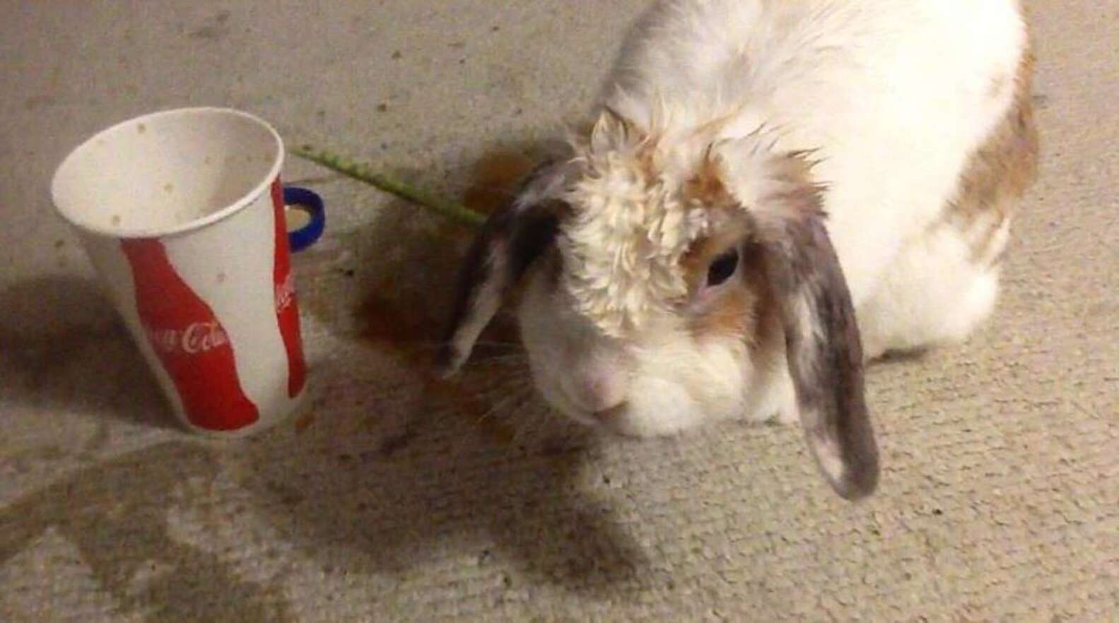 30 Mischievous Bunnies Who Have No Regrets About Taking Over Your House ...