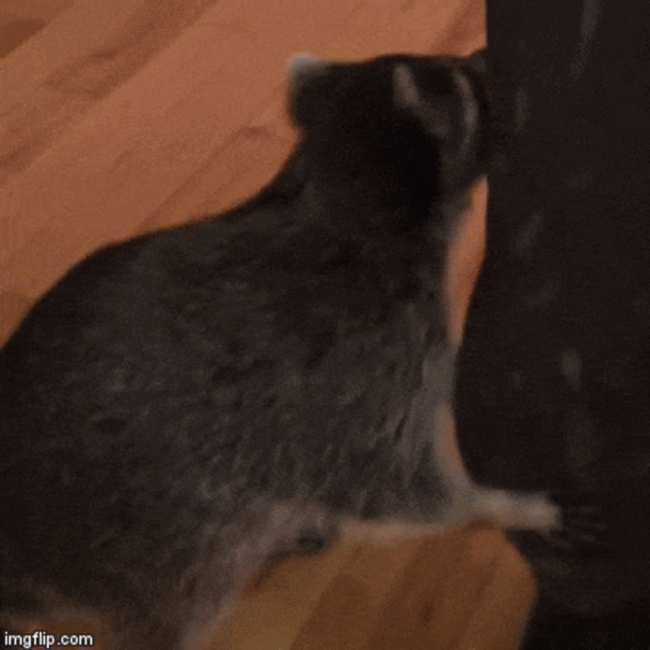Raccoon With One Eye LOVES His New Rescue Dog - The Dodo