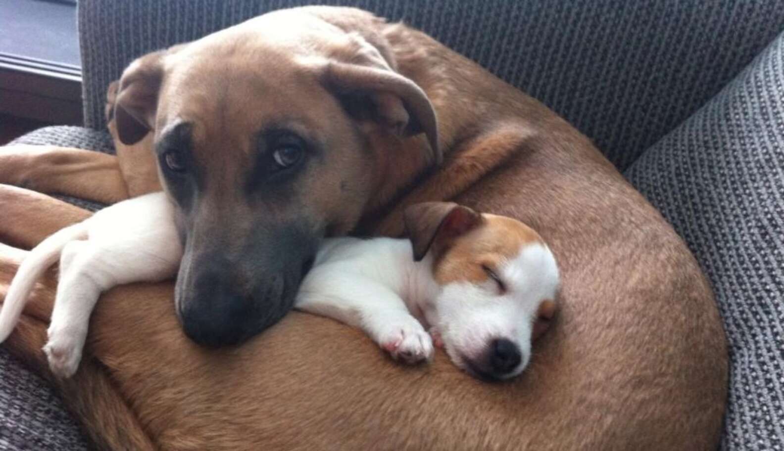 It Was Friendship At First Sight For These 10 Dogs - The Dodo