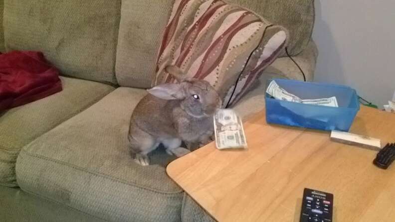 30 Mischievous Bunnies Who Have No Regrets About Taking Over Your House ...