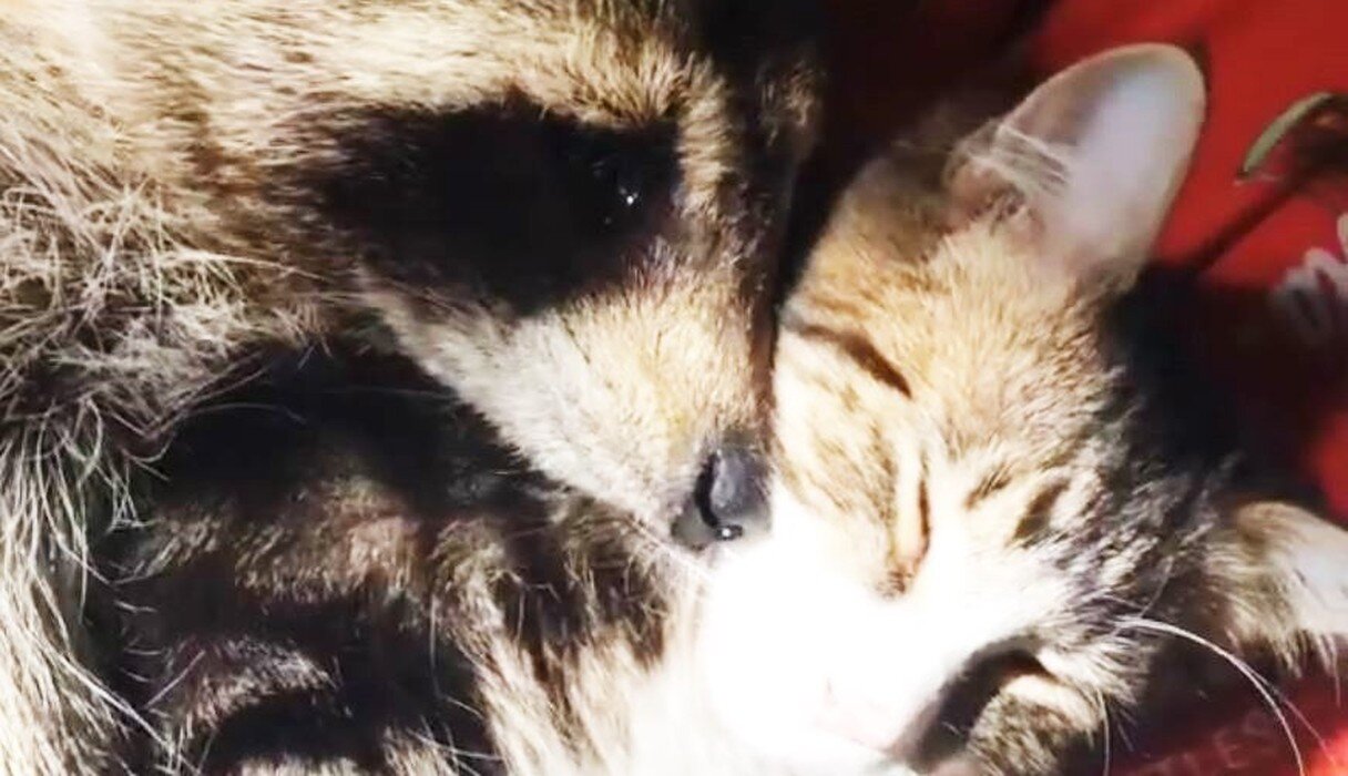 Енот и кот. Енот и кот. Енот с котенком. Котики енотики. Енот и кошка.