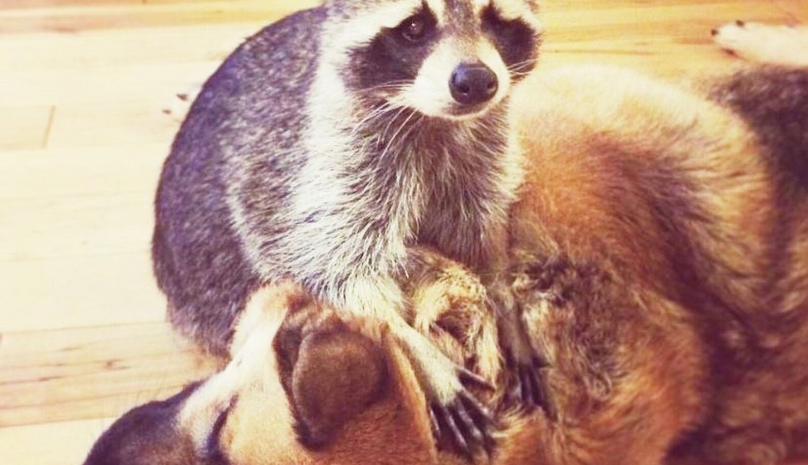 Raccoon With One Eye LOVES His New Rescue Dog - The Dodo
