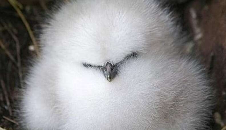 Baby Birds Who Are So Cute They Look Fake - The Dodo