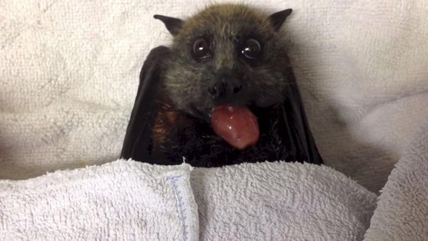 Chubby-cheeked bat chows down on some scrumptious-looking grapes. Watch ...