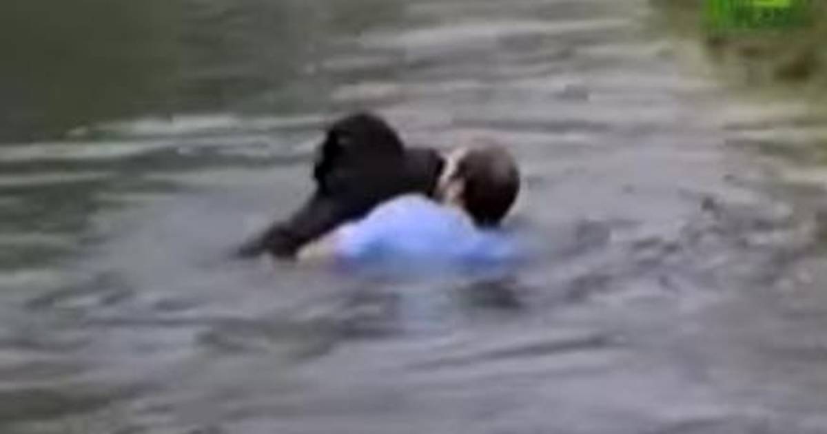 Man Jumps Into Zoo Enclosure To Save A Drowning Chimp - The Dodo