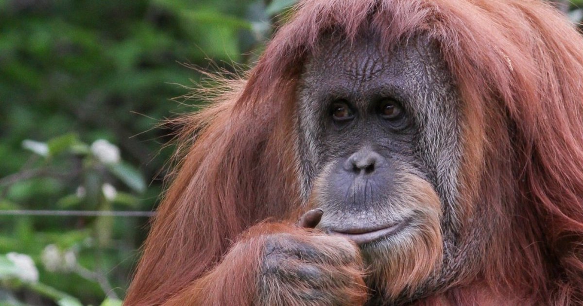 Watch A One-Armed Orangutan’s Triumphant Release Back Into The Wild ...