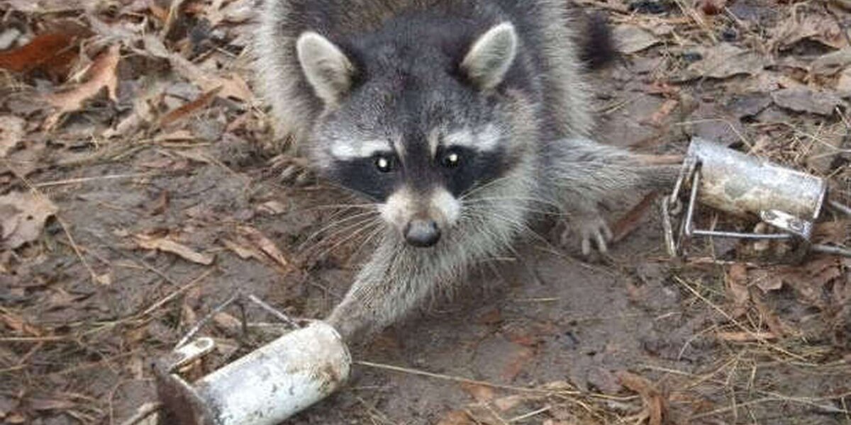 Early Season Raccoon Trapping with Dog Proof Coon Traps 