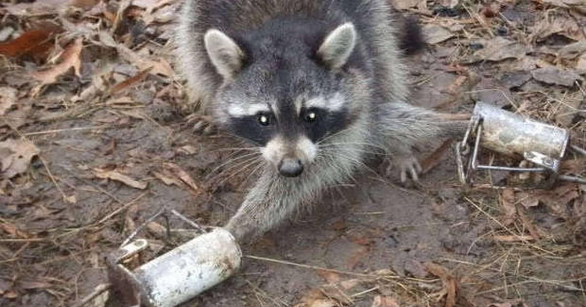 Petition · Ban the use of foot-hold dog proof Raccoon traps in Indiana ·