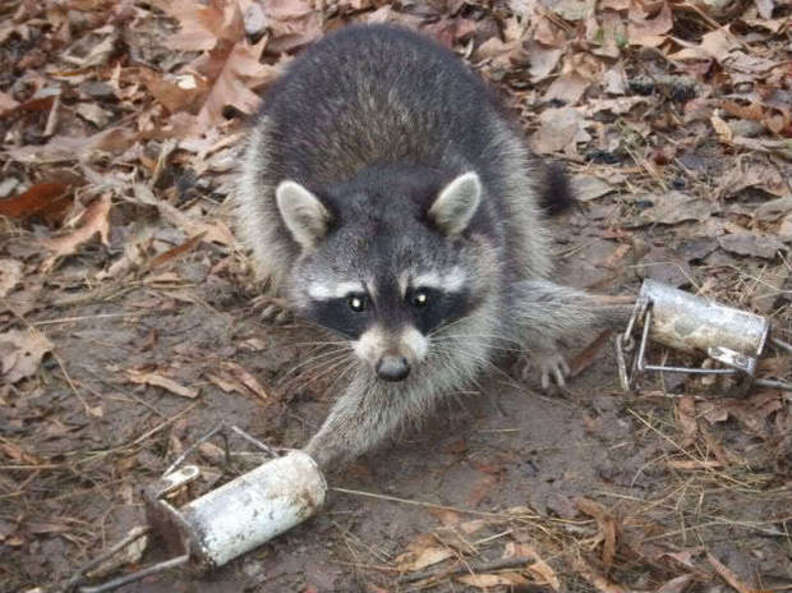 Anyone use these Racoon traps? - Texas Hunting Forum