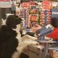 Dog Picks Out His Own Treats At The Store