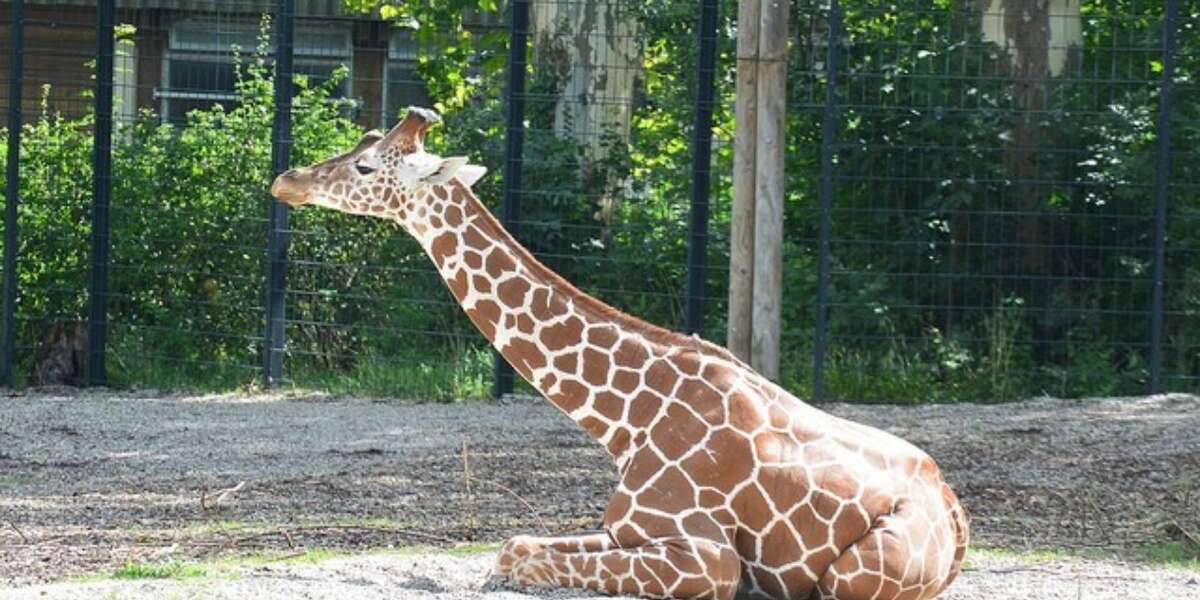 Zoos "Zoothanize" Many Healthy Animals, According To BBC - The Dodo